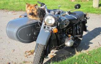 sidecar dog side-car side car dog pooch hound ural side car photo
