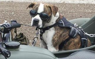 jessie Dnepr 650 sidecar dog sidecar photos